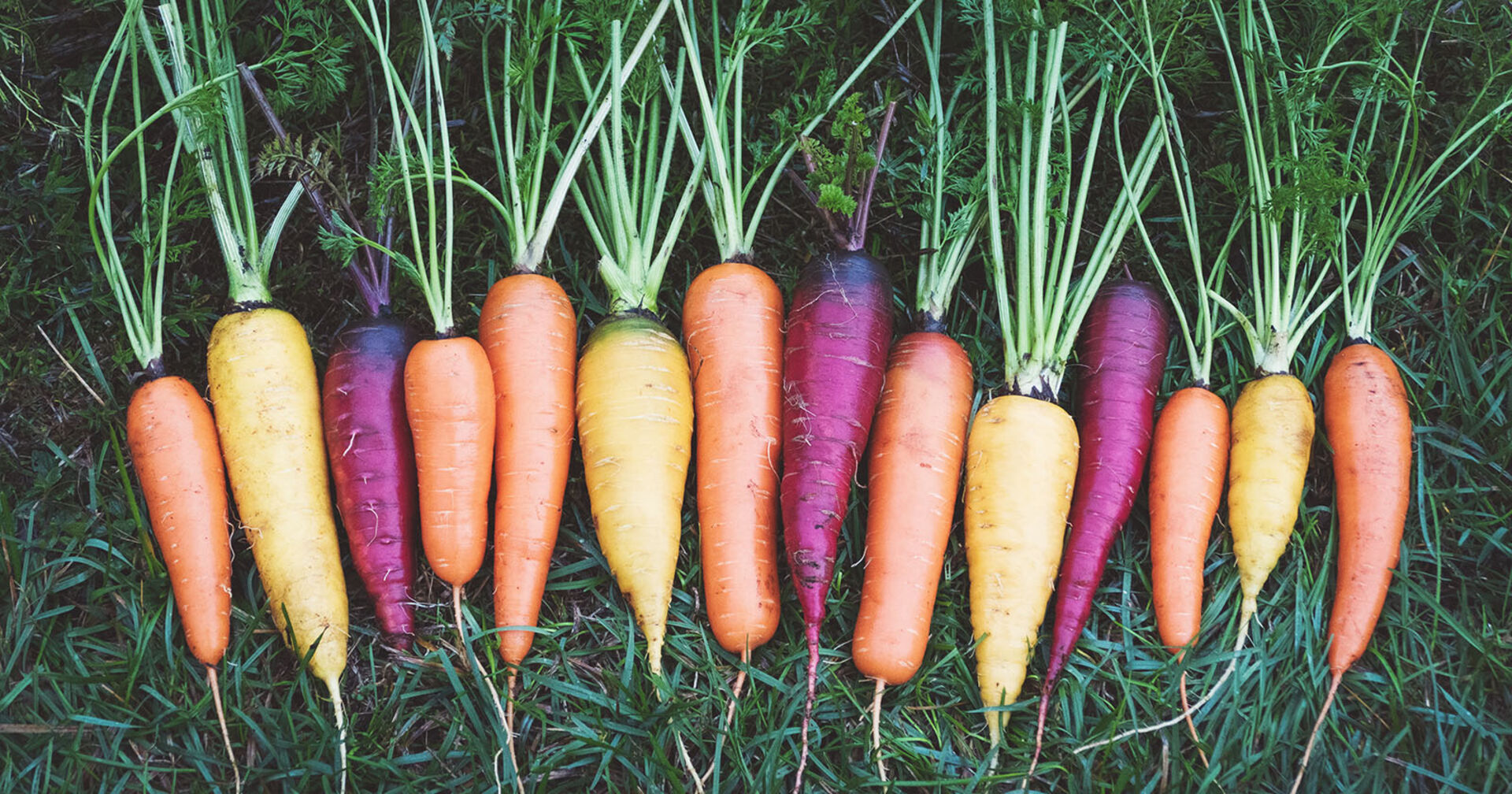 Bunte Karotten | Credit: iStock.com/Nadya So