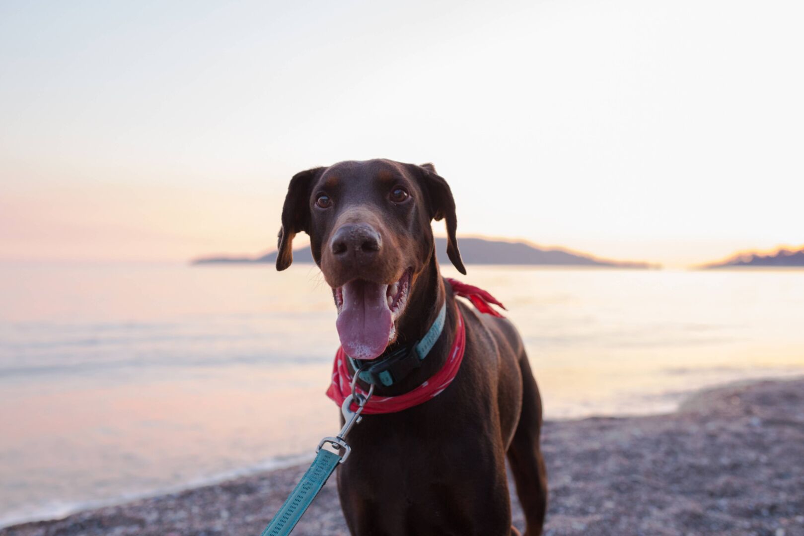 Brauner Dobermann am Strand