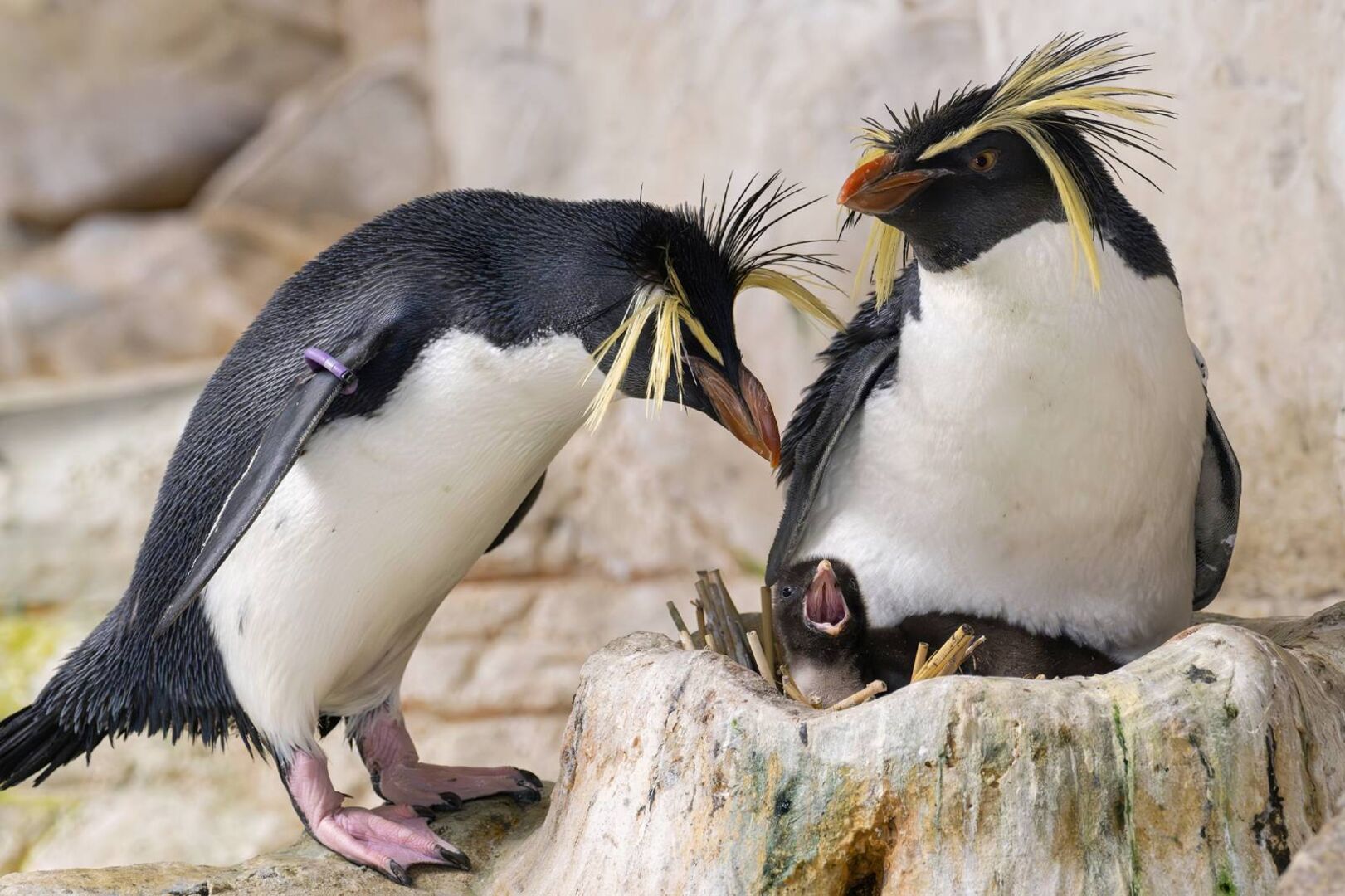 Felsenpinguin-Eltern mit Küken