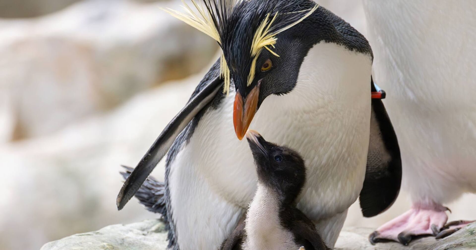 Adulter Felsenpinguin mit Küken