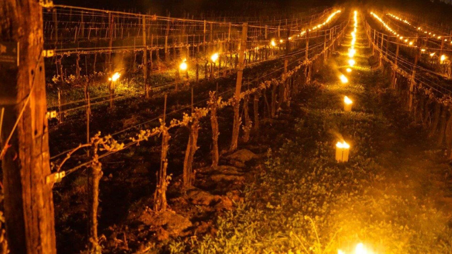 Fackeln zwischen Weinreben.