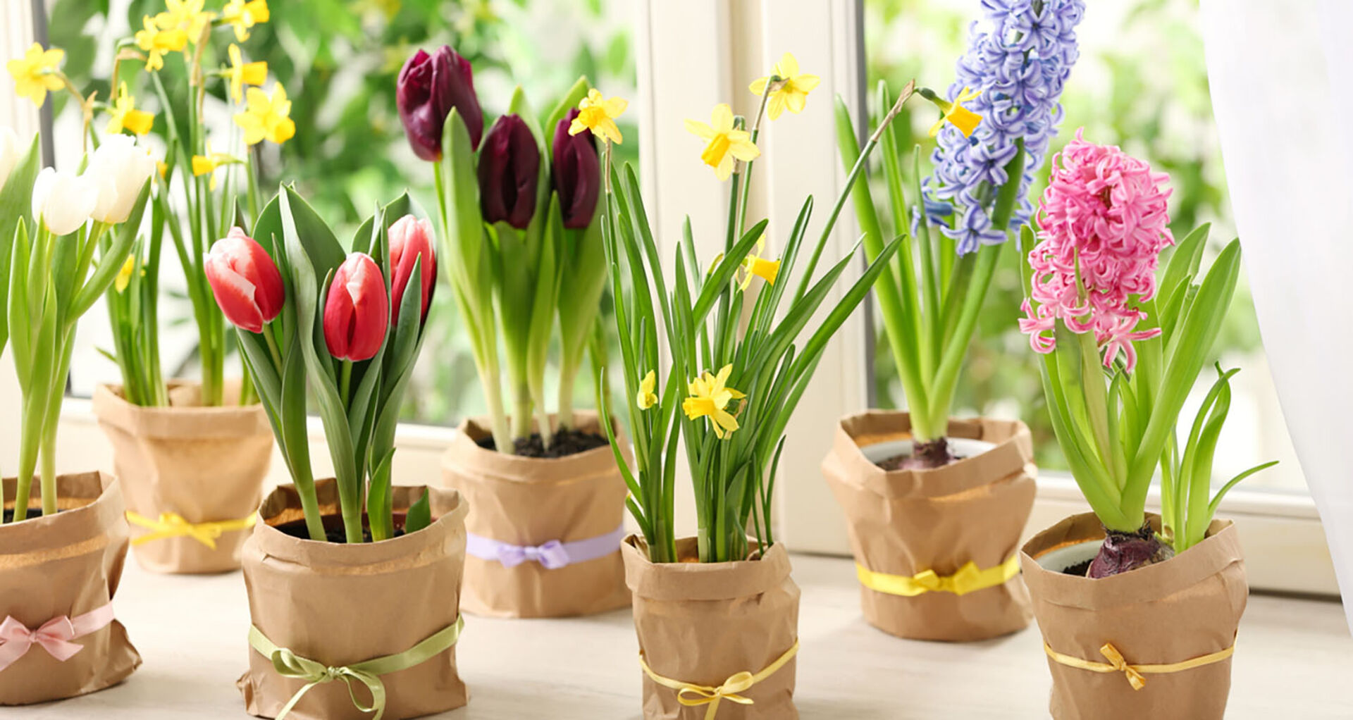 Frühblüher auf einer Fensterbank | Credit: iStock.com/Liudmila Chernetska