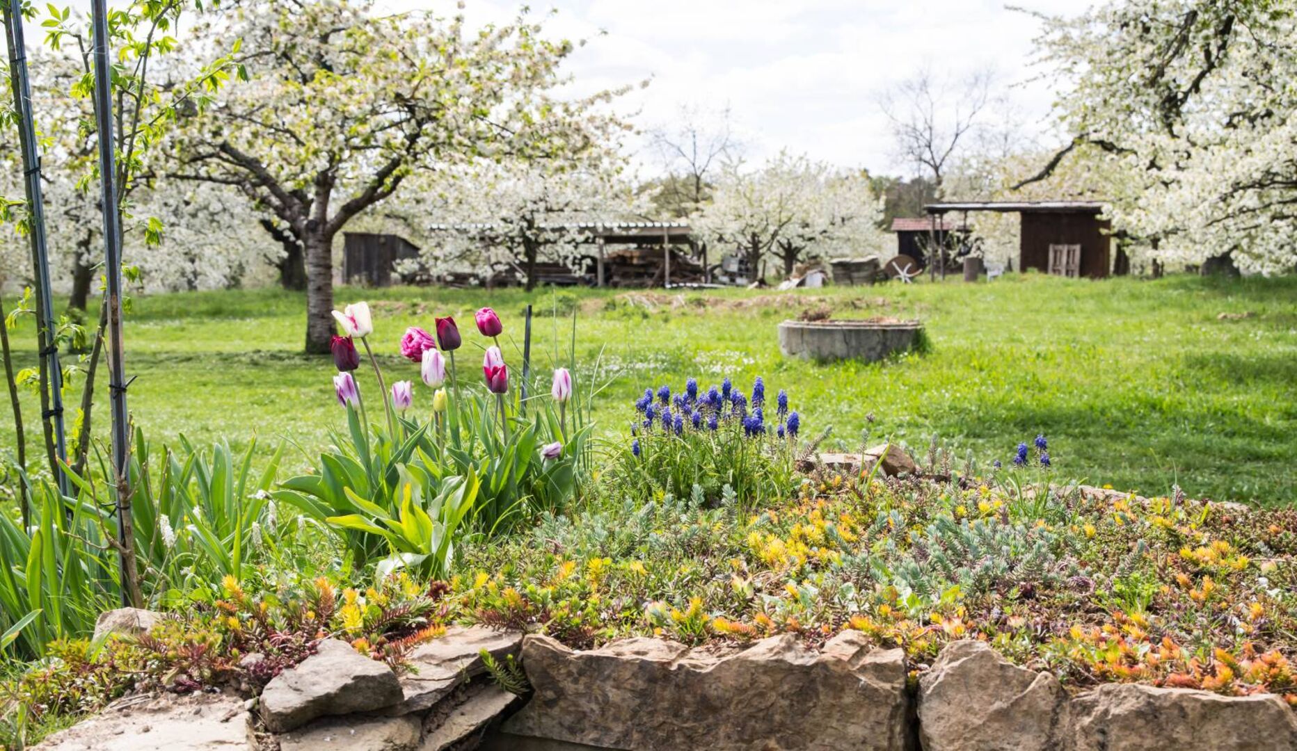 Ausblick in einen bunten Garten mit Tulpen im Vordergrund und blühenden Bäumen im Hintergrund.
