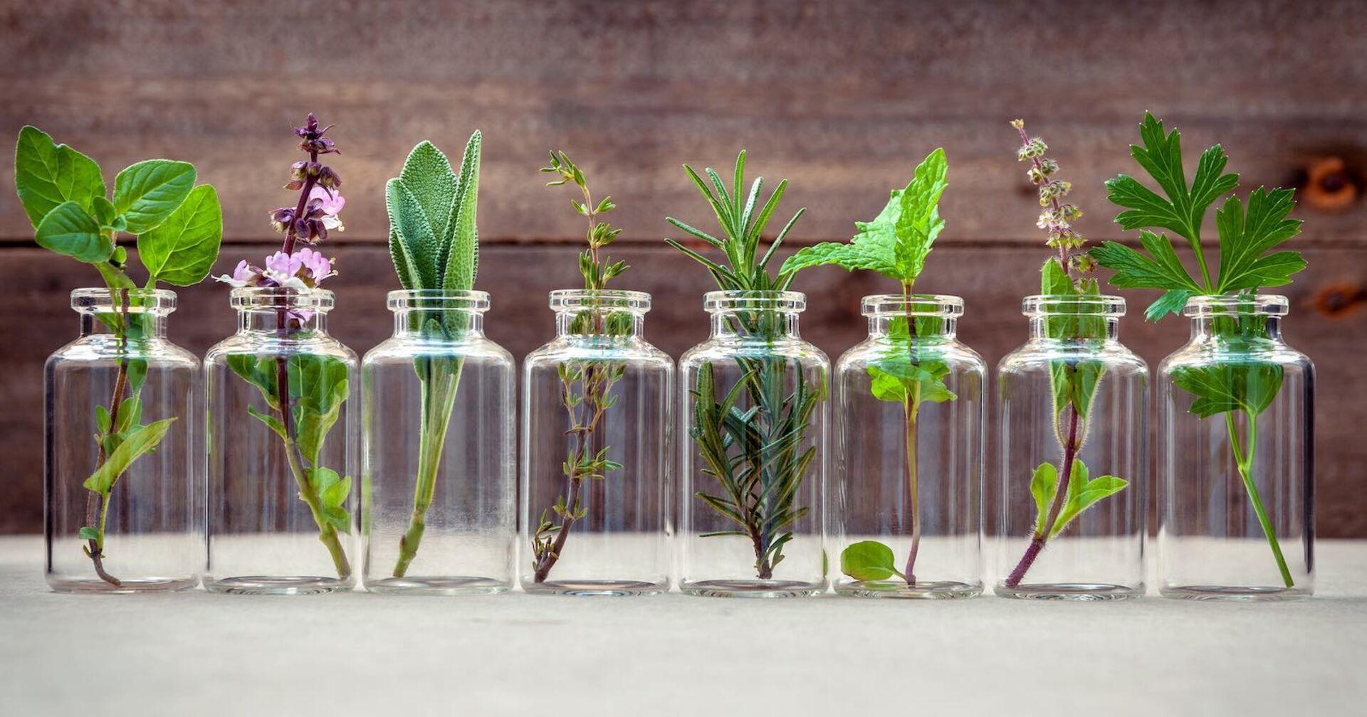 einzelne Kräuter in kleinen Vasen