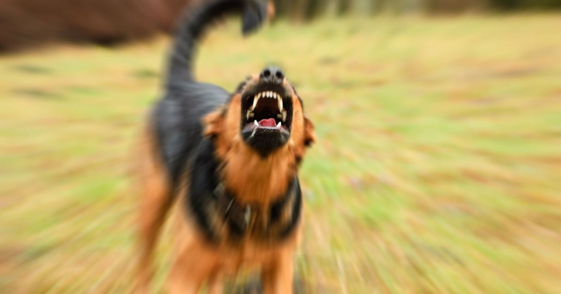 Ein aggressiver braun-schwarzer Hund zeigt die Zähne.
