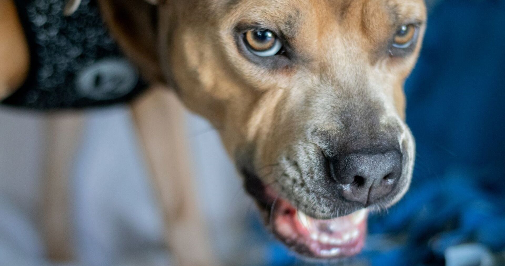 Ein Kampfhund fletscht die Zähne.