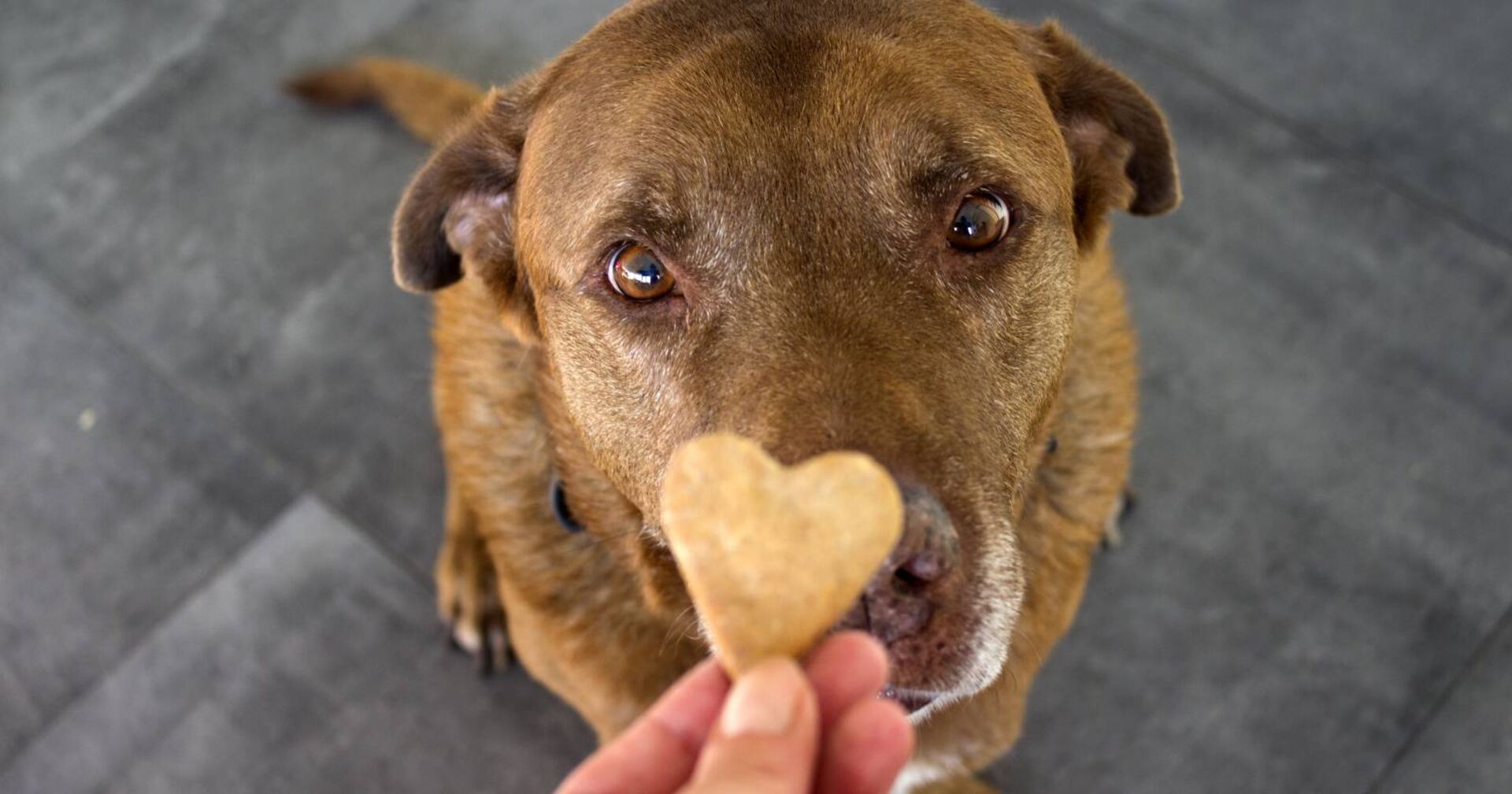 Brauner Labrador mit Hundeblick bettelt um ein Leckerli.