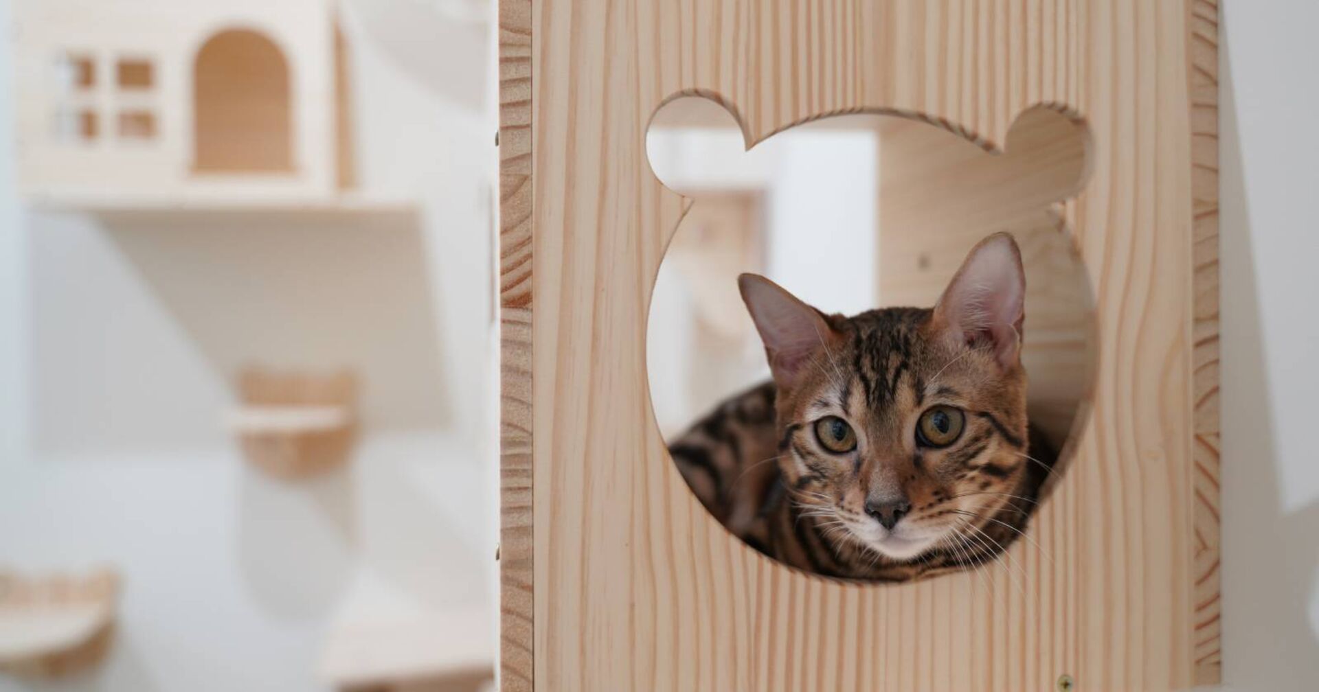 Bengalkatze, die den Betrachter direkt aus einem eingefrästen Loch anschaut