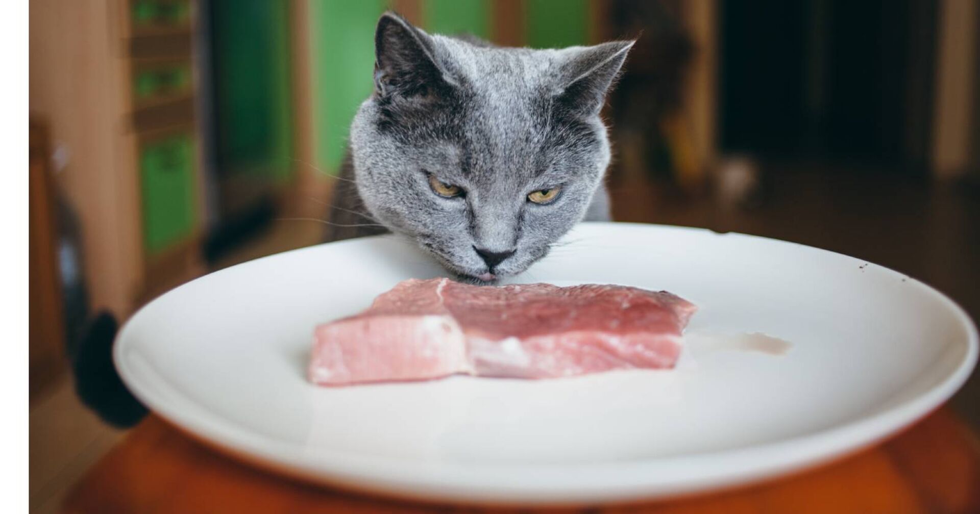 Katze mit einem Teller rohem Fleisch