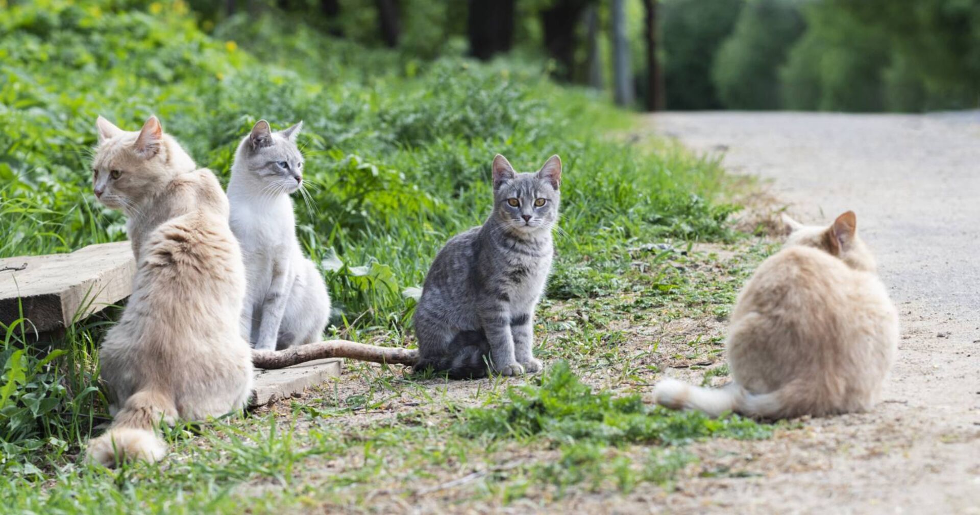 Vier Katzen, die gemeinsam am Straßenrand sitzen