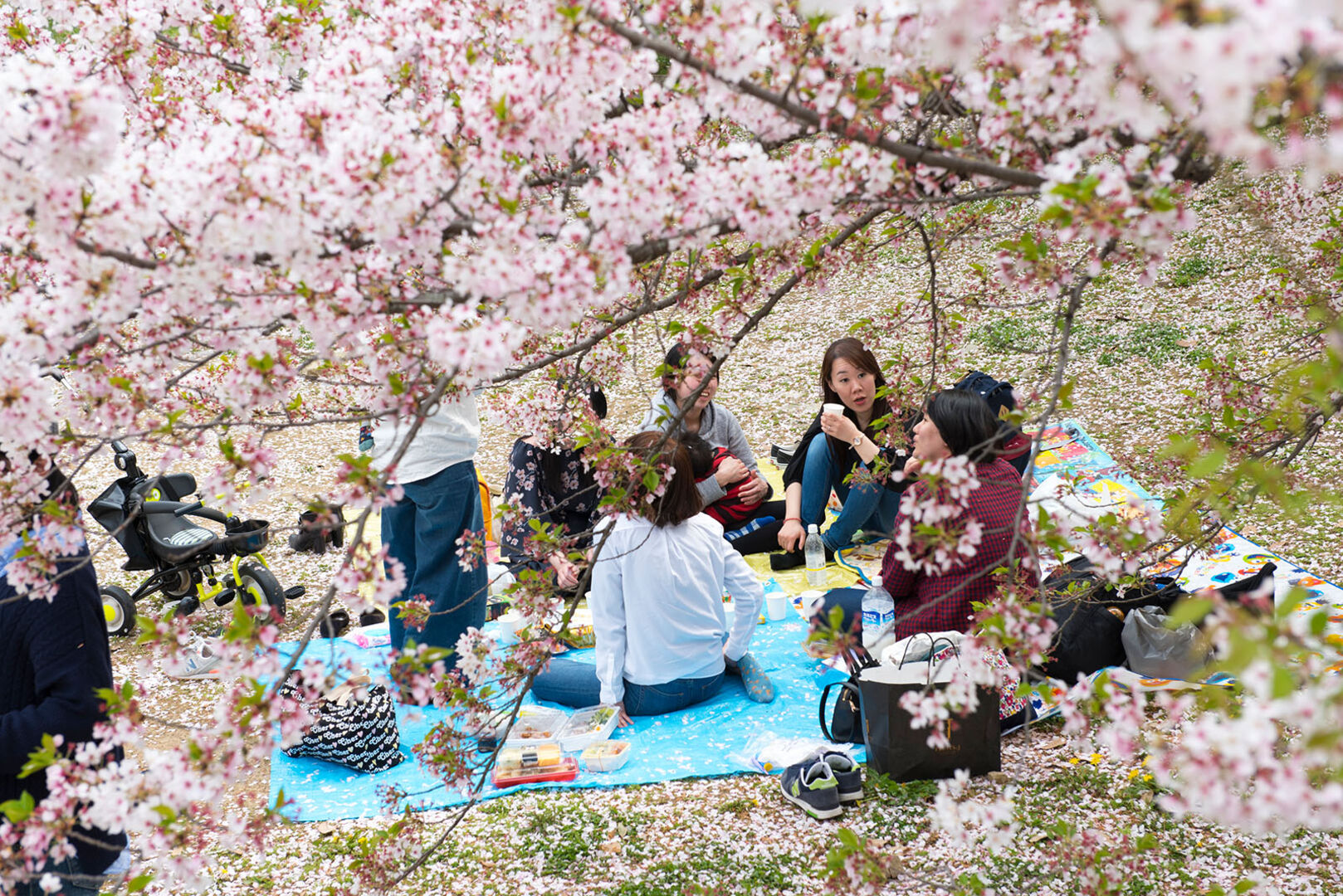 Kirschblütenfest in Japan | Credit: iStock.com/mkitina4