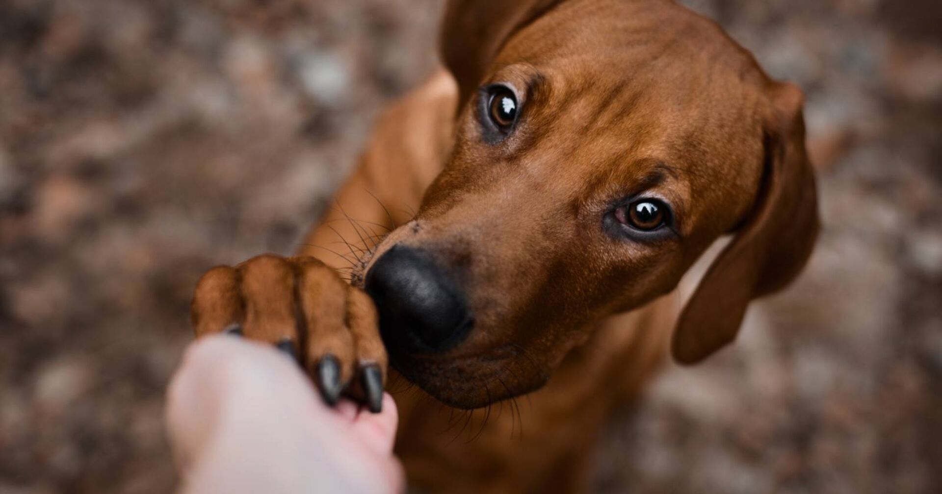 Brauner Hund gibt seinem Besitzer brav bei Kommando &quot;Pfötchen&quot;.