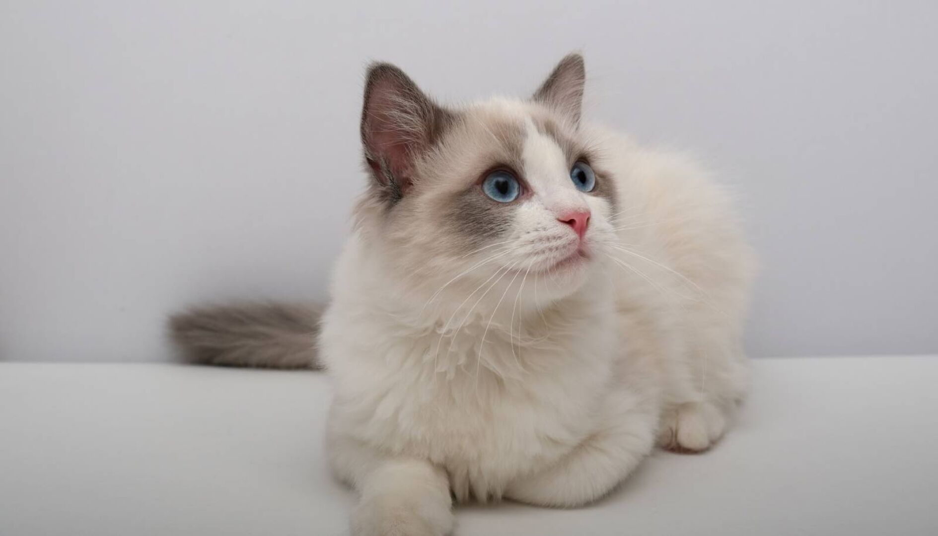 Ragdoll Katze im Portrait