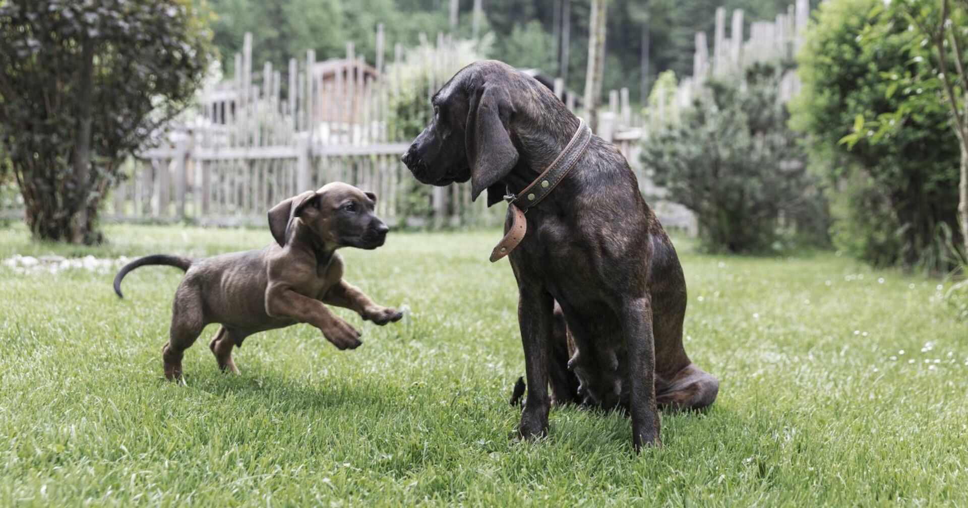 Zwei Hunde, einer davon ein Welpe, spielen miteinander.