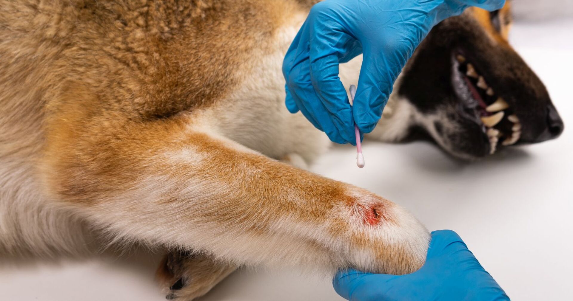 Ein Schäferhund wird von einem Tierarzt behandelt.