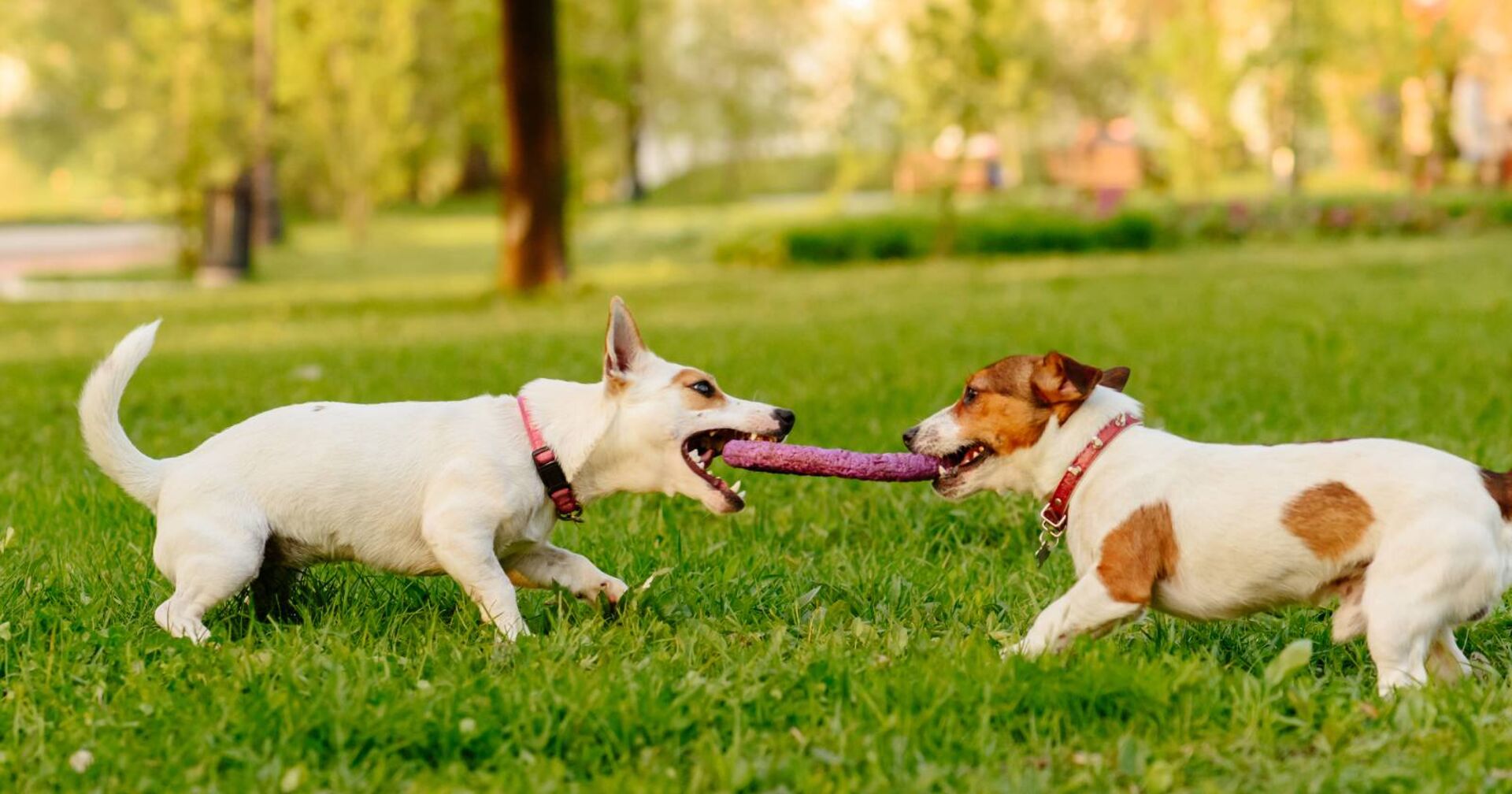 Zwei miteinander spielende Hunde