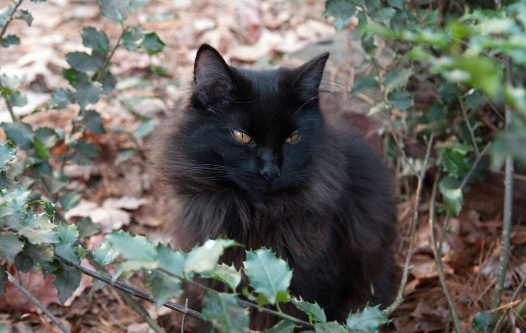 Schwarze Katze im Gebüsch mit Stechpalmen