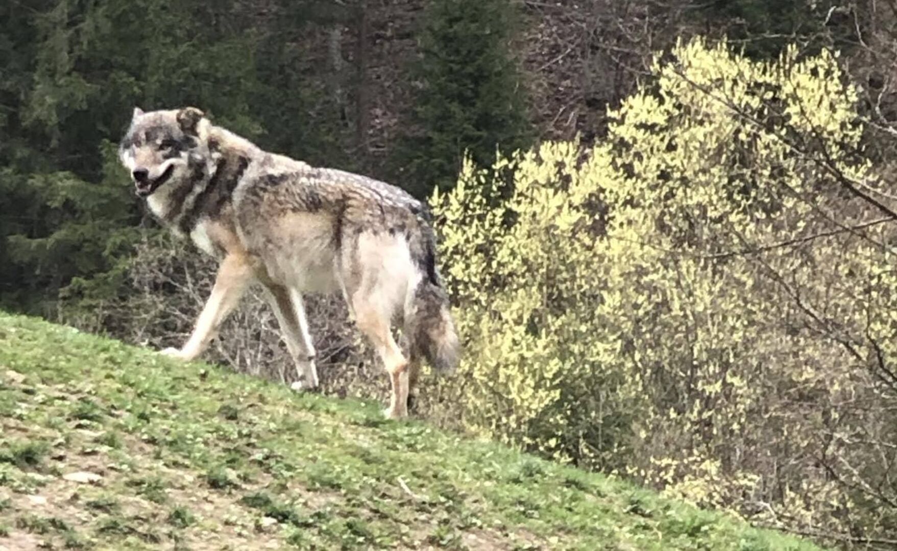 Ein Wolf streift durch sein Gehege im Wildpark Grünau. Im Hintergrund des grauen Jägers blühen gelbe Sträucher.