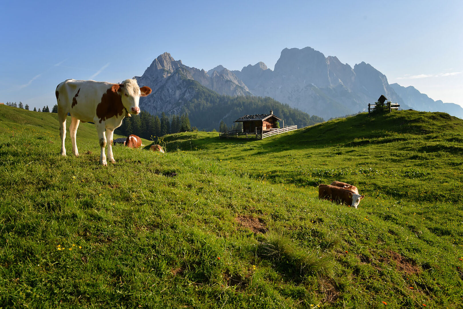 Kühe auf der Alm | Credit: iStock.com/Steinbergpix