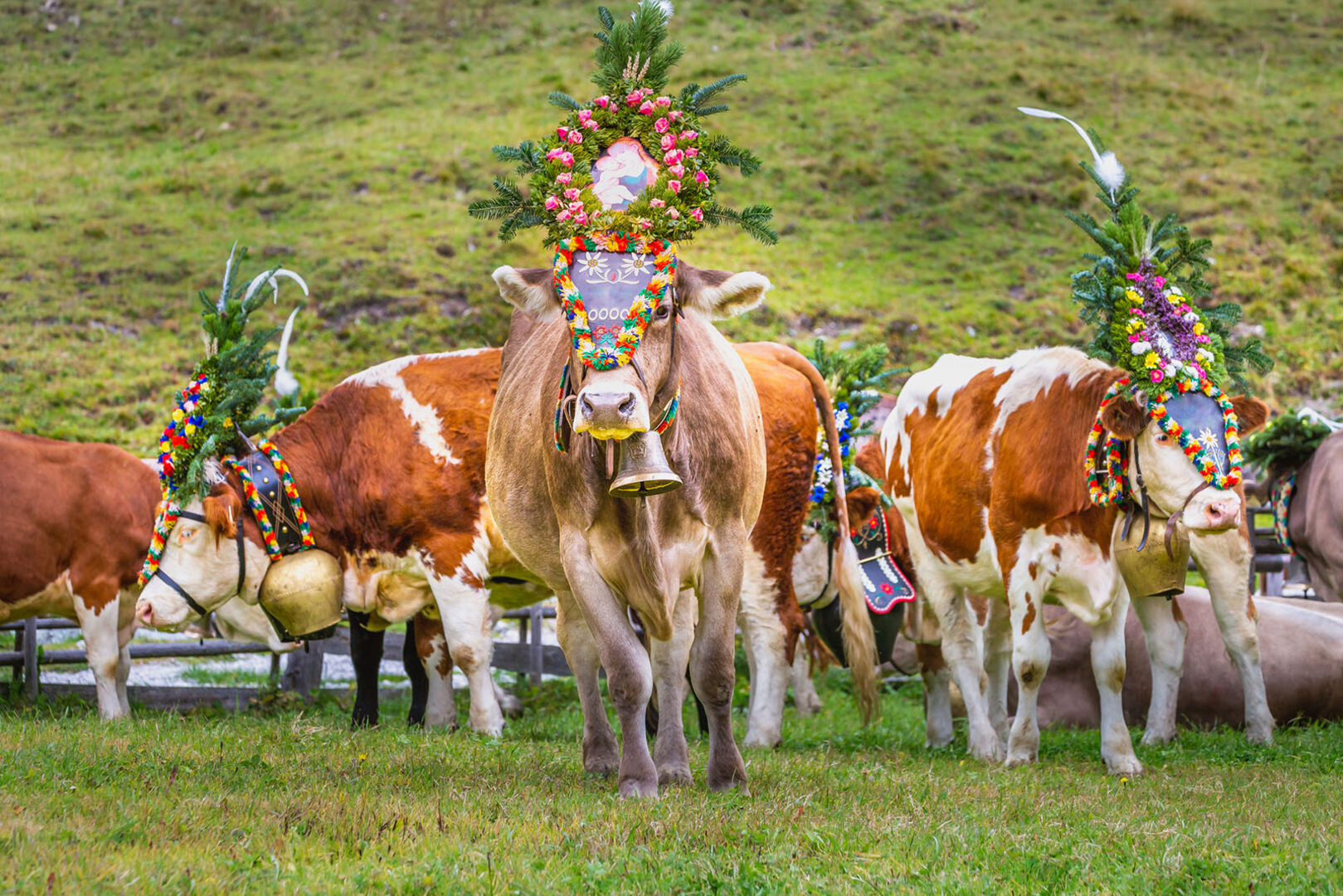 Almabtrieb in Österreich | Credit: iStock.com/agustavop