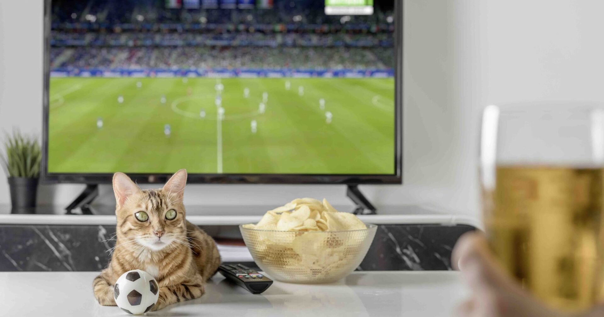 Katze mit Fußball, TV, Chips, Bier