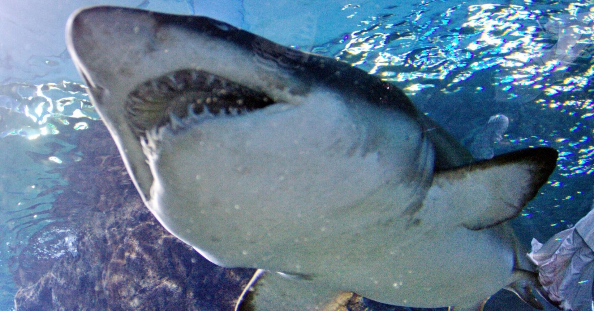 Hai in Großaufnahme von unten im Wasser, er zeigt seine spitzen Zähne