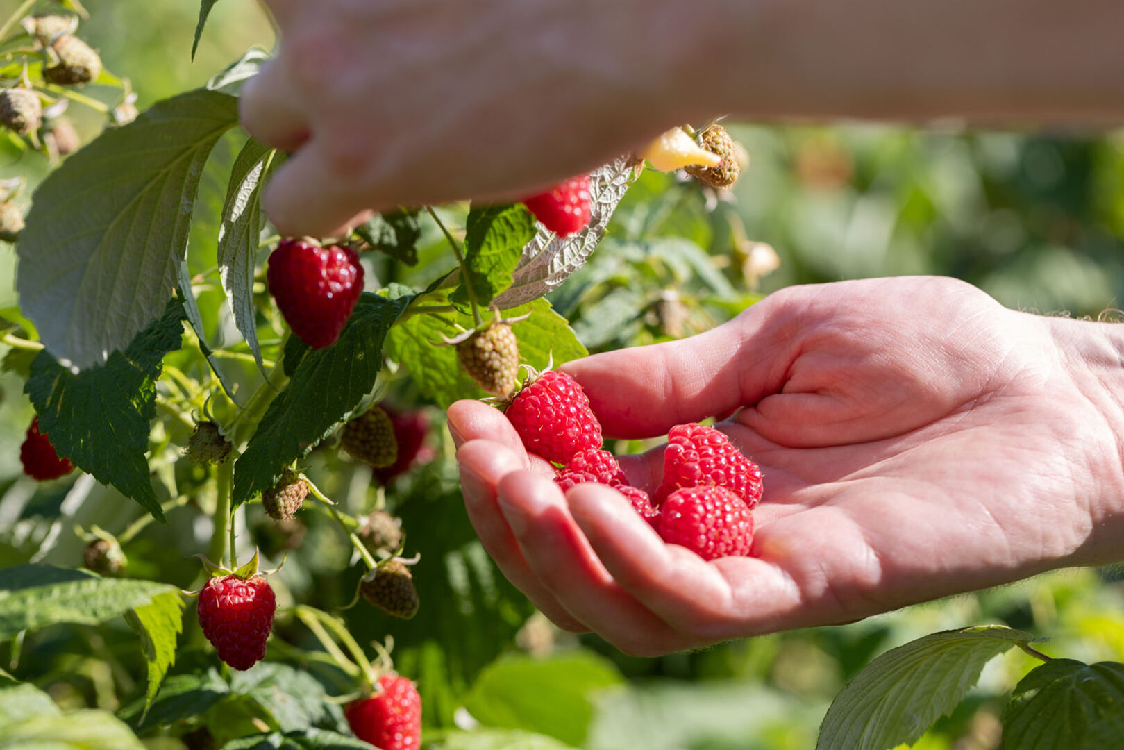 Himbeeren im Garten | Credit: iStock.com/Vitalina Nakonechna