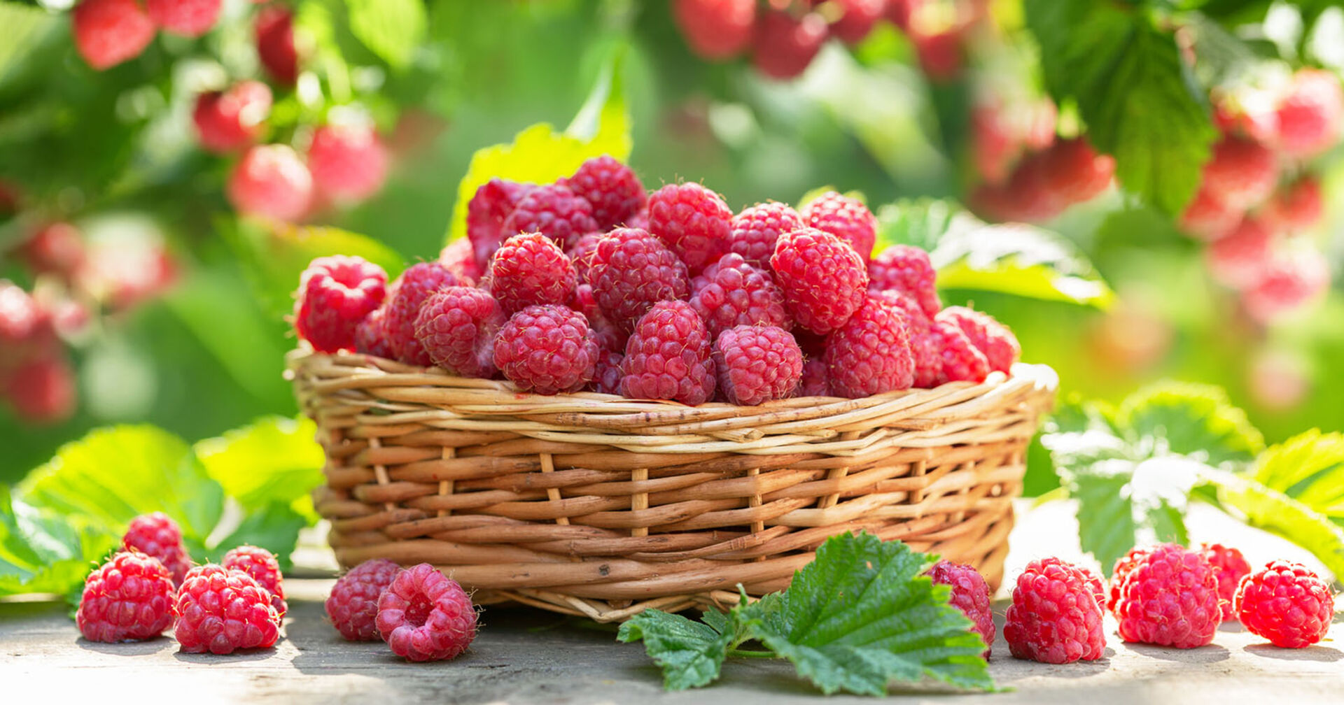 Himbeeren in einem Korb | Credit: iStock.com/nitrub
