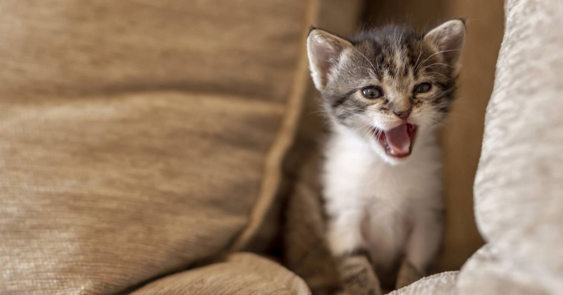 Miauendes braun-weißes Kätzchen auf dem Sofa