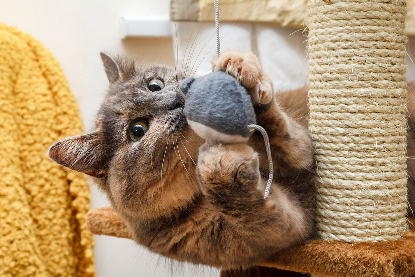 Katze spielt mit Ball | Credit: iStock.com/Socreative