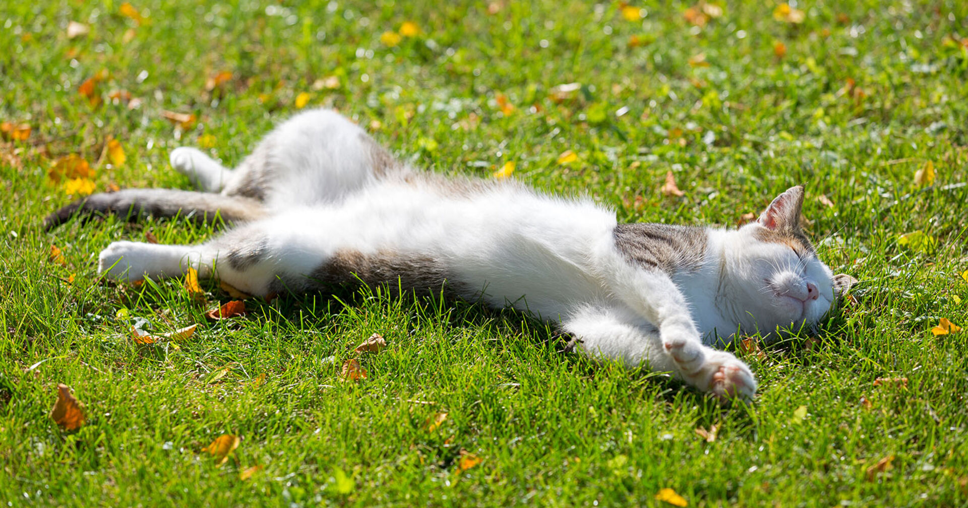 Katze liegt entspannt in einer Wiese | Credit: iStock.com/sasimoto