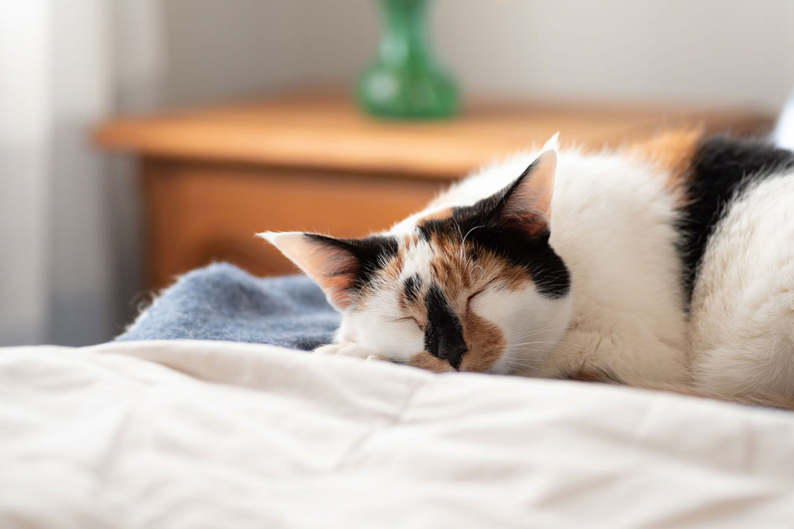 Katze schläft im Bett | Credit: iStock.com/Kristen Prahl