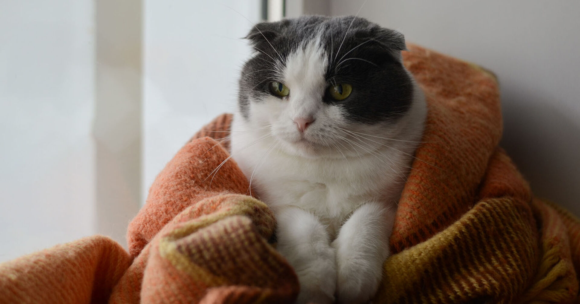 Katze mit Decke | Credit: iStock.com/Osobystist