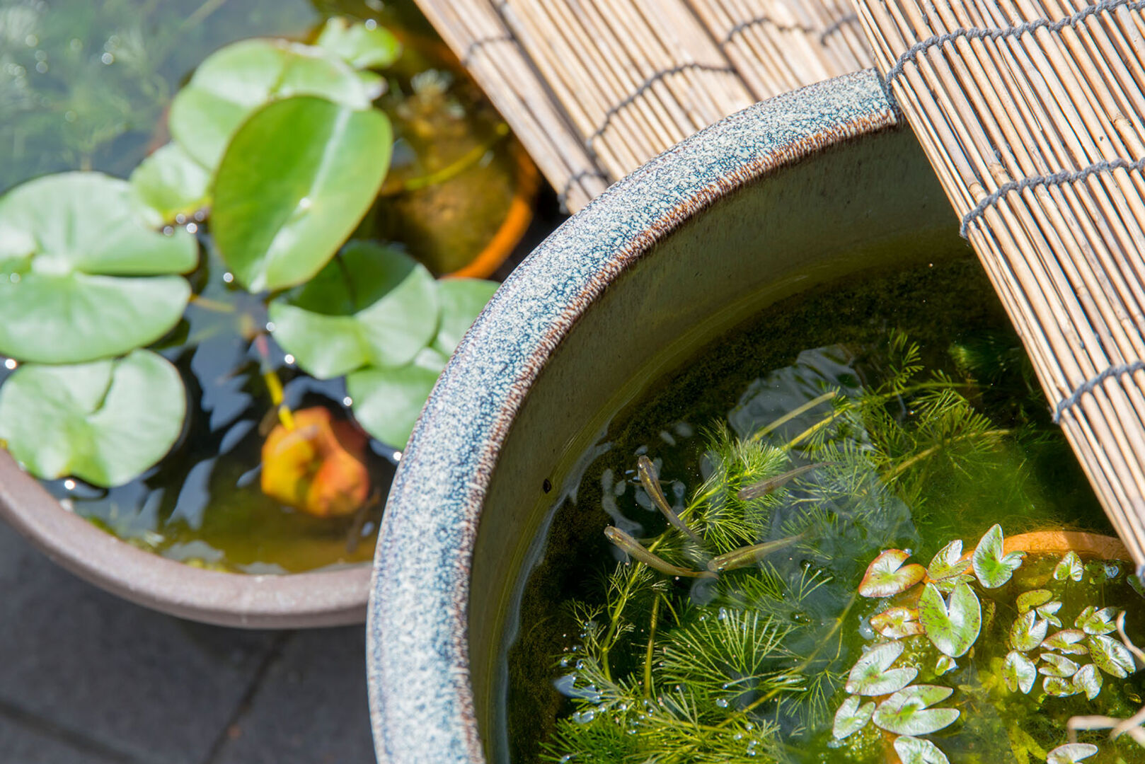 Mini-Teich auf einem Balkon | Credit: iStock.com/itasun