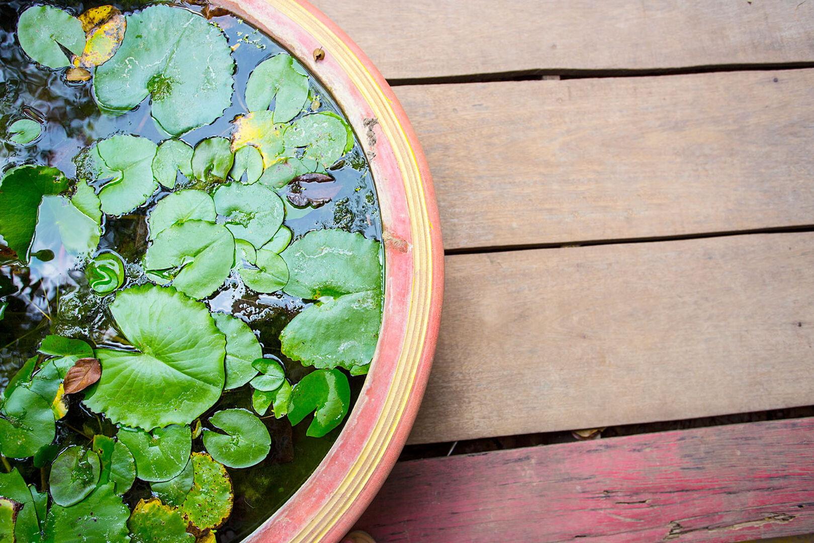 Mini-Teich auf einem Holzboden | Credit: iStock.com/little_honey