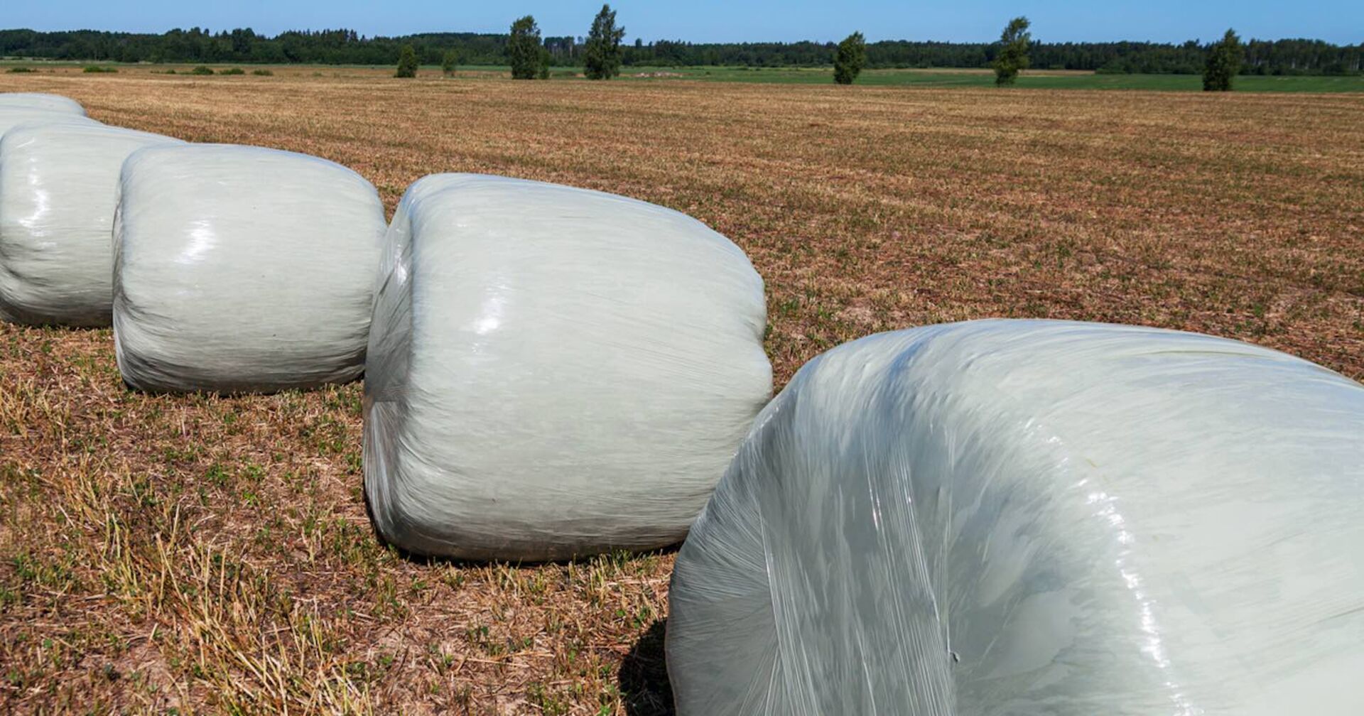 Mehrere Siloballen auf einem Feld.