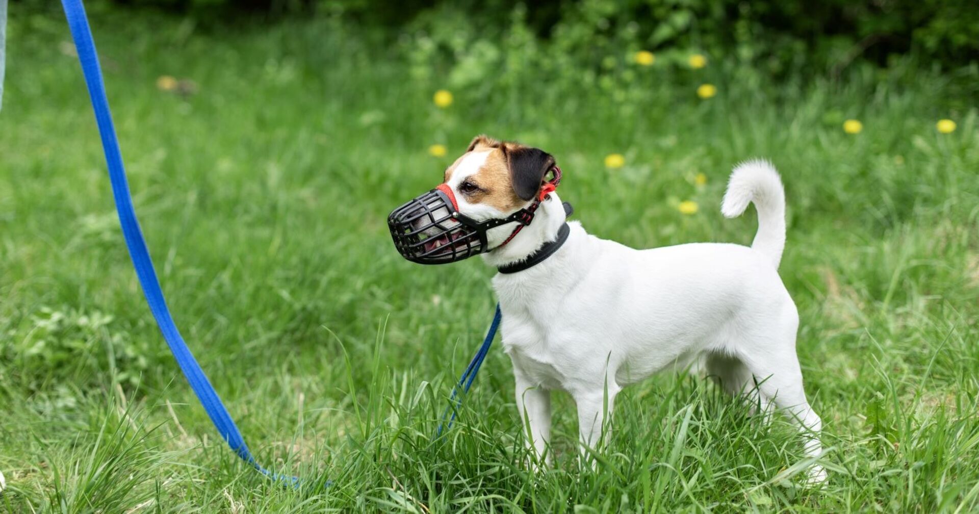Ein kleiner Hund an der Leine und mit Maulkorb.