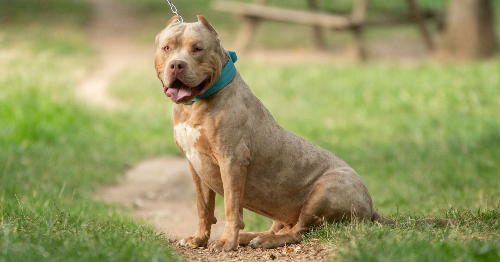 Ein XL Bully sitzt in einer Wiese.