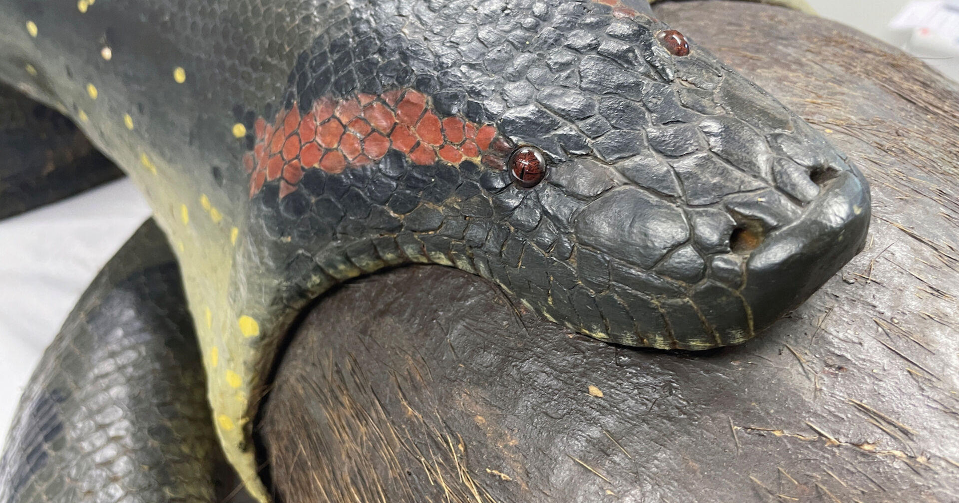 Ausgestopfte Anaconda verschlingt Capybara, Nahaufnahme vom Maul
