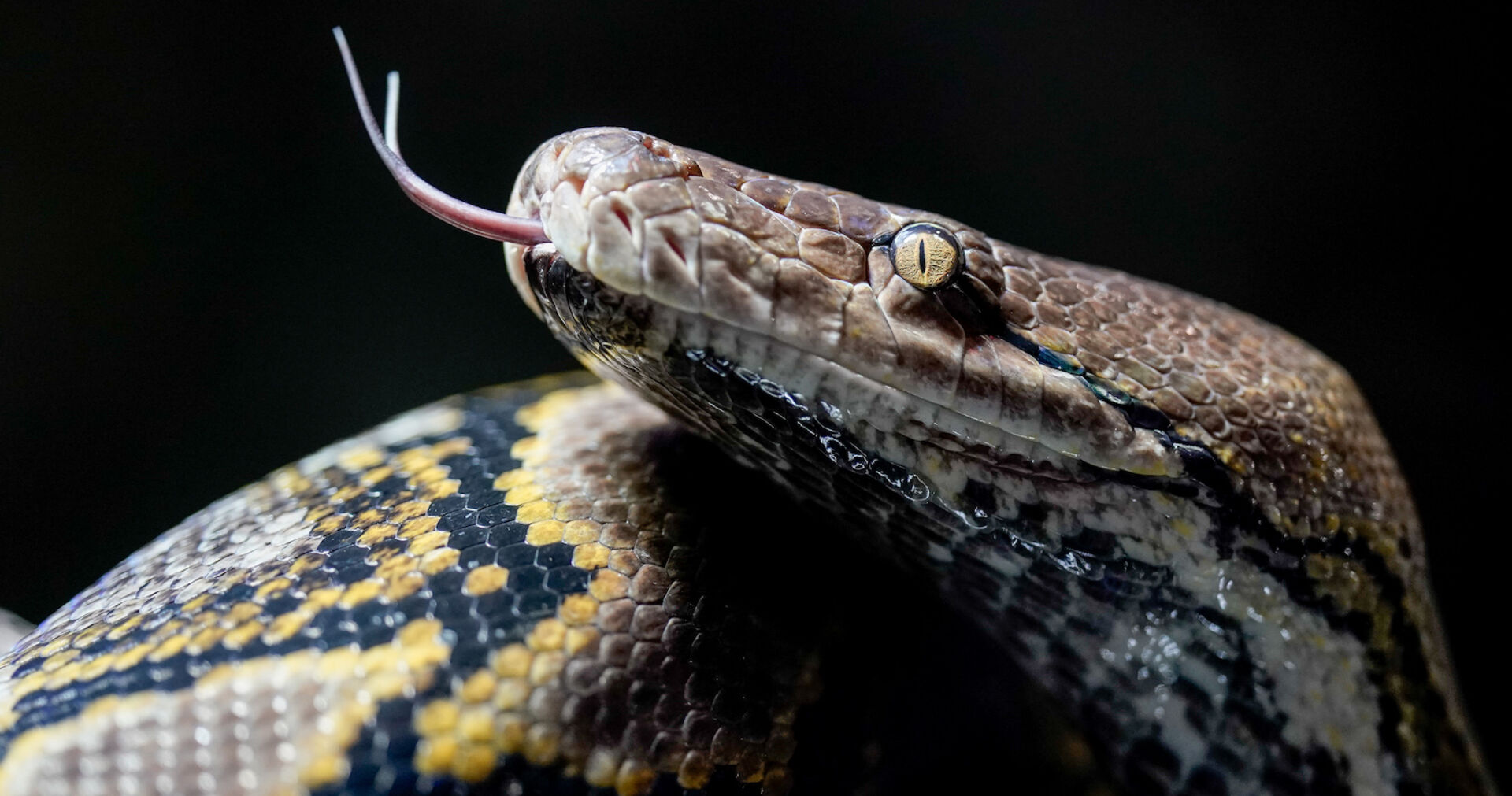 Nahaufnahme eines züngelnden Netzpython