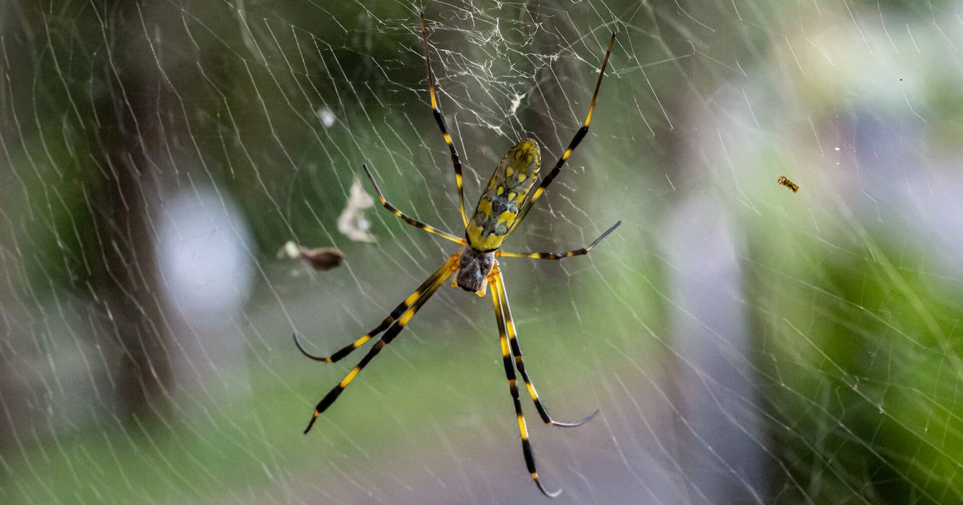 Eine Asiatische Riesenspinne in ihrem Netz