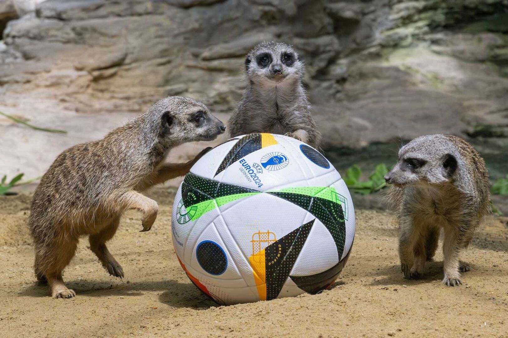 Drei Erdmännchen mit einem Fußball.