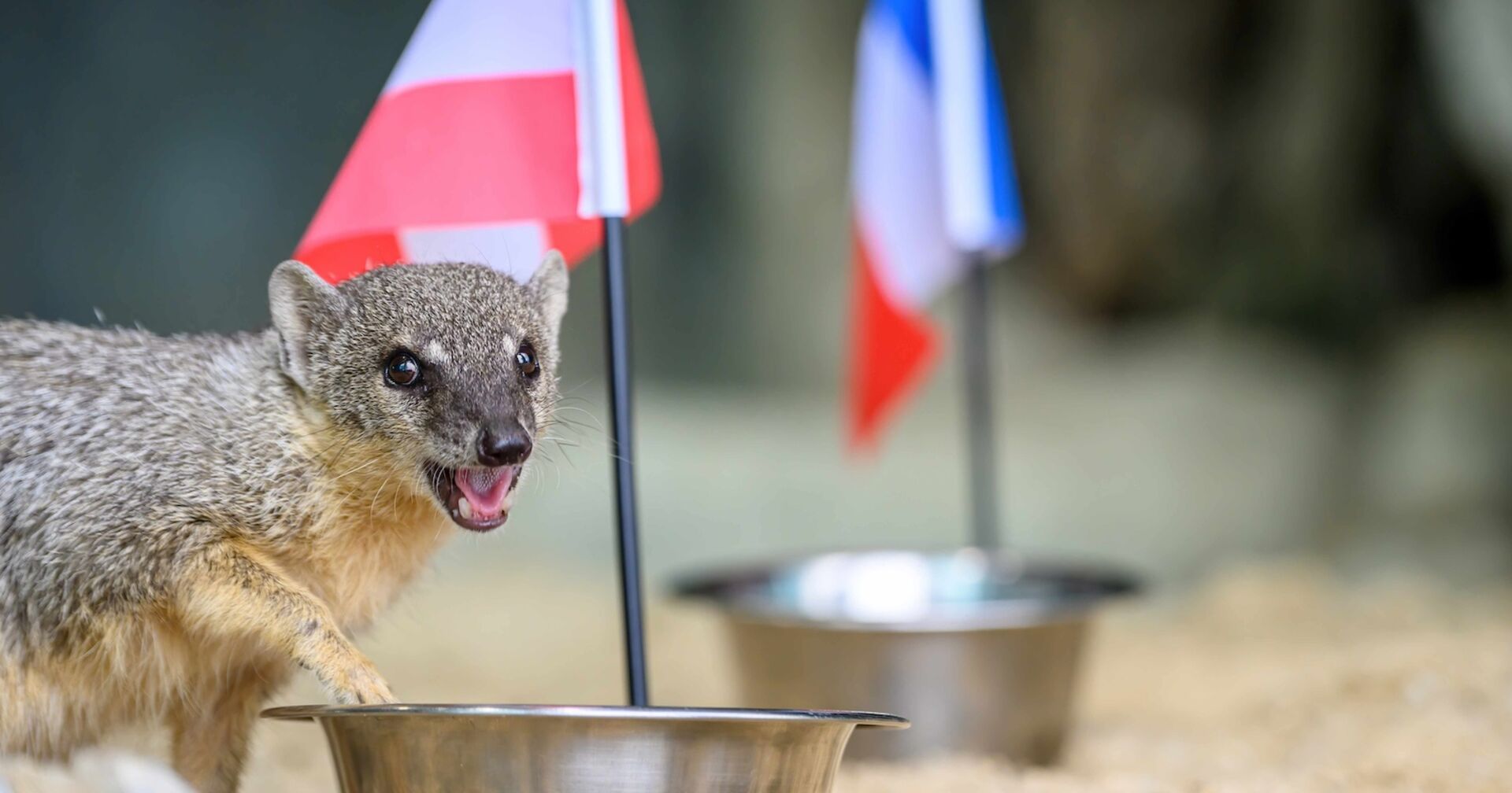 Schmalstreifenmungo beim Österreich-Futternapf