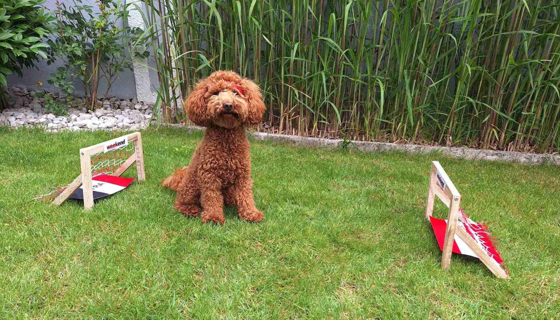 Henri sitzt zwischen den Toren.