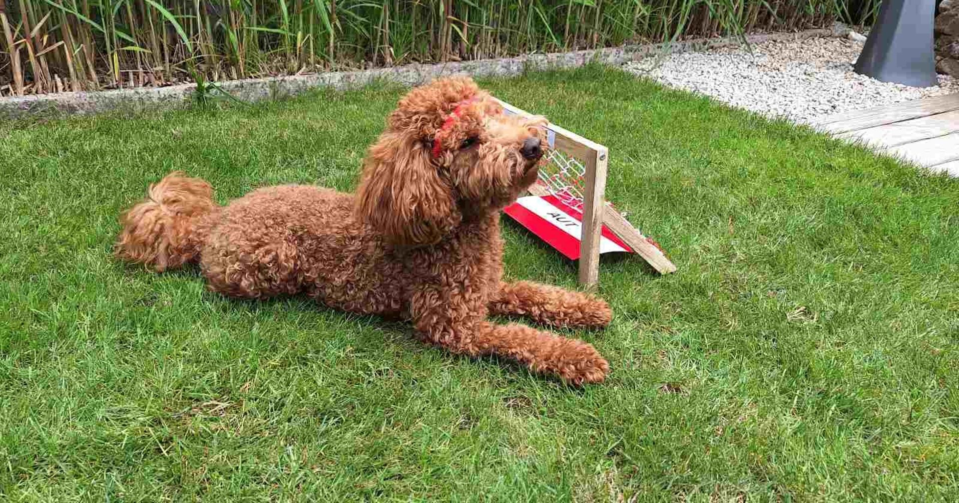 Zwergpudel Henri liegt vor dem Österreich-Tor
