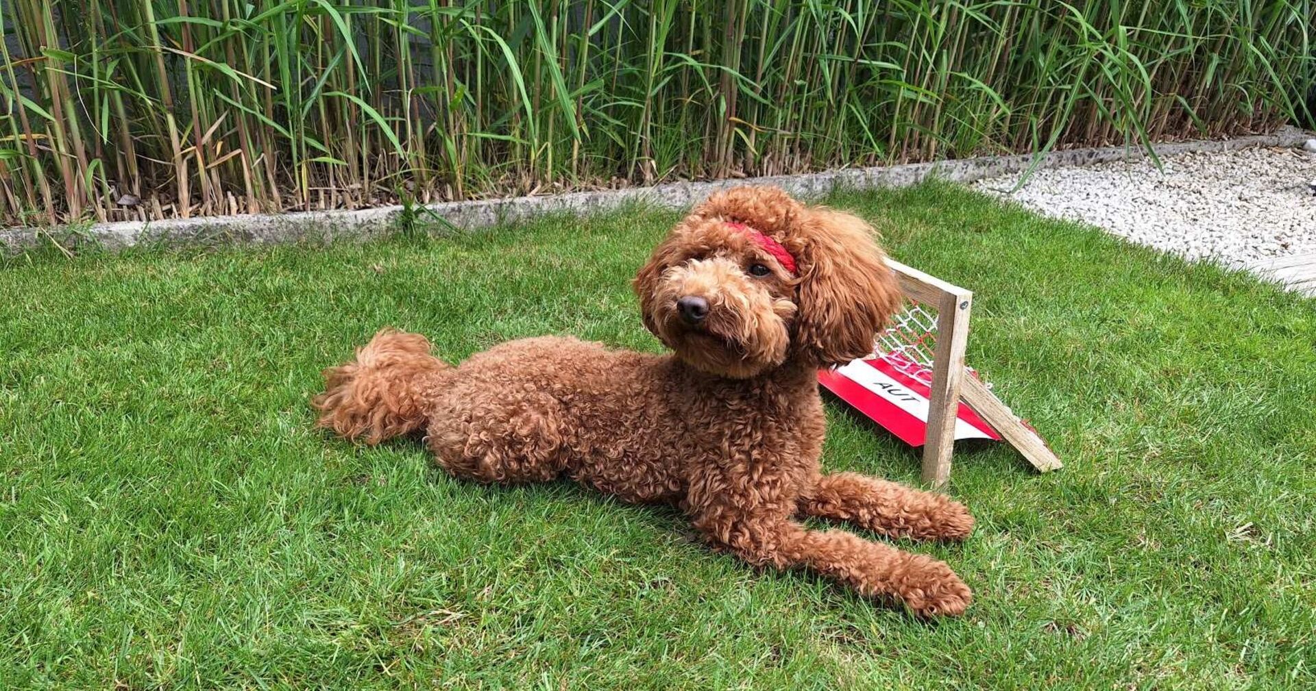 weekend-EM-Orakel Henri liegt auf vor dem Österreich-Tor