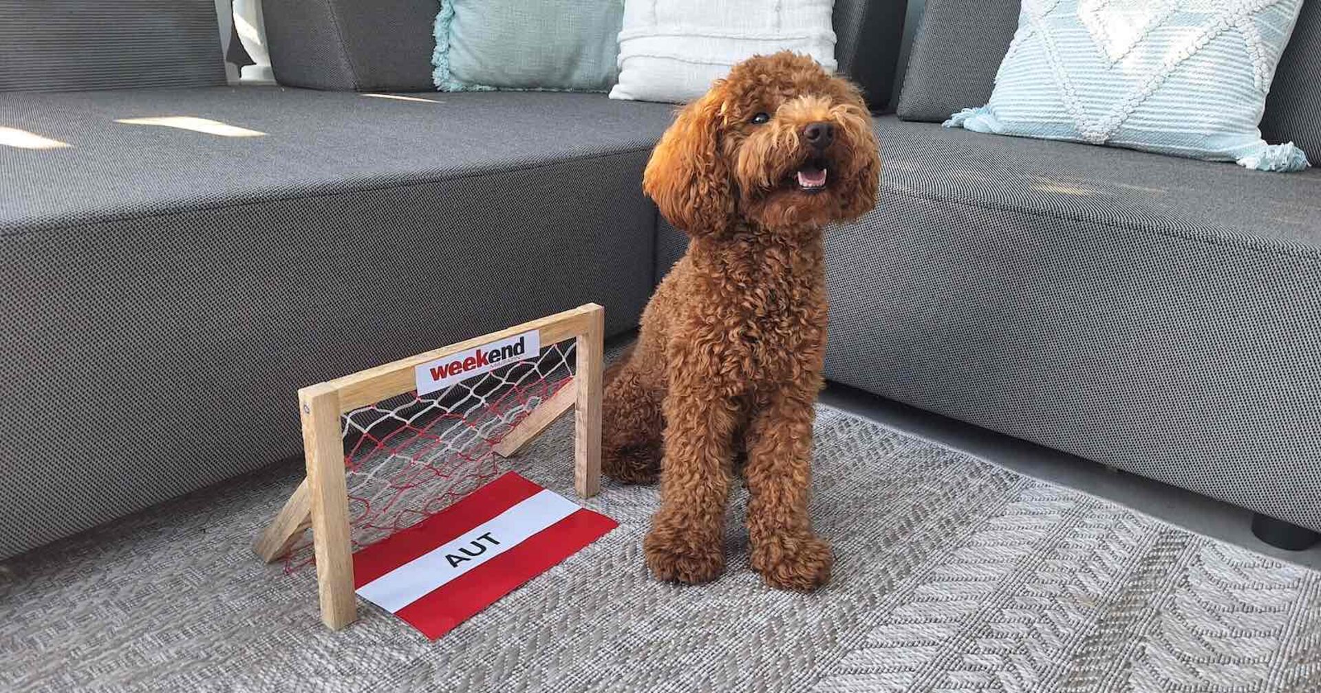 Zwergpudel Henri sitzt vor dem Österreich-Tor.