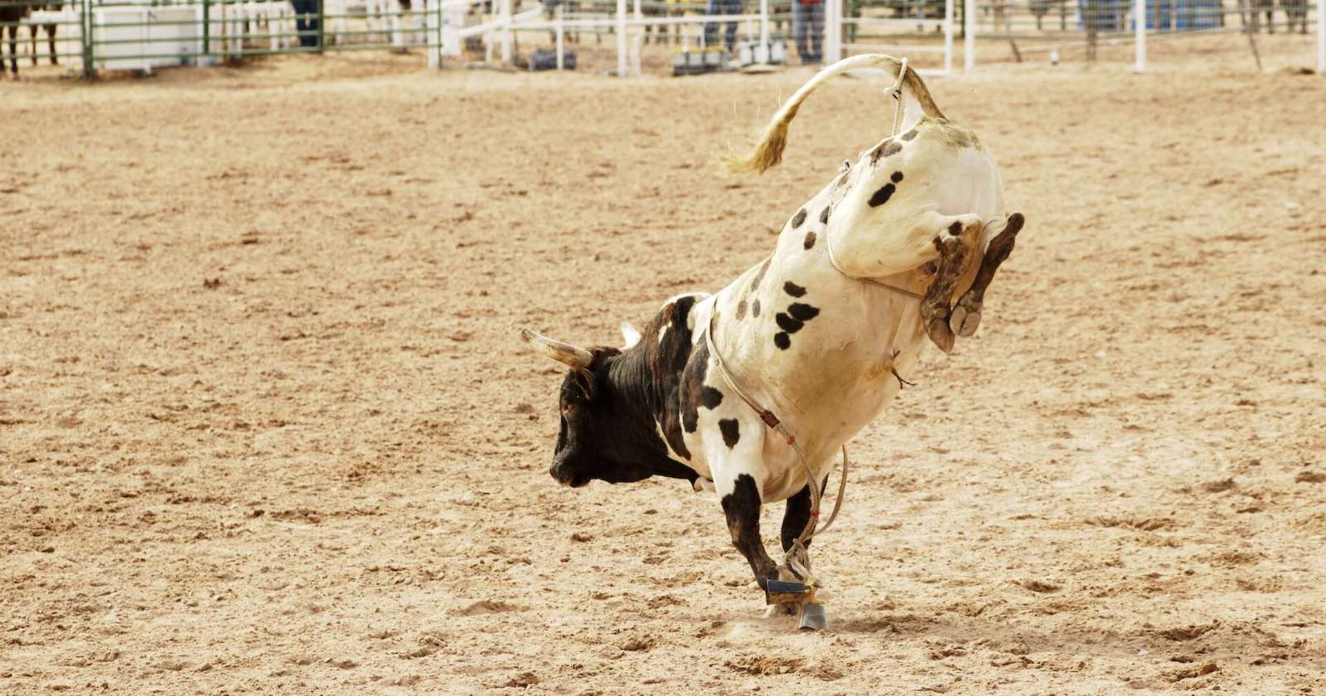 Ein Stier in einer Rodeo-Arena.