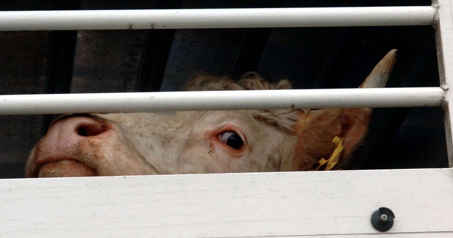 Eine Kuh schaut traurig aus einem vergitterten Fenster.