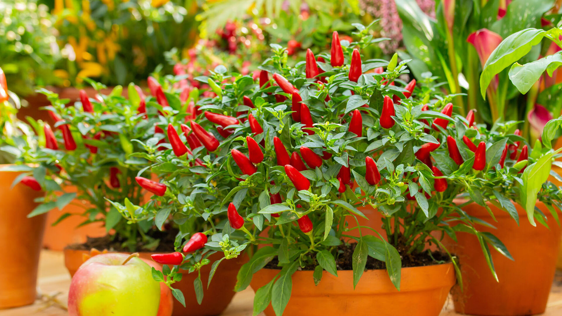 Chili in Töpfen | Credit: iStock.com/OlgaKorica